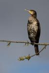 Phalacrocorax carbo