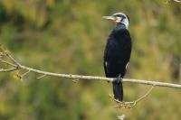 Phalacrocorax carbo