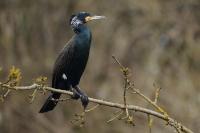 Phalacrocorax carbo