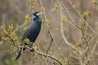 Phalacrocorax carbo