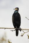 Phalacrocorax carbo