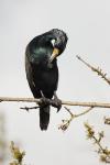 Phalacrocorax carbo