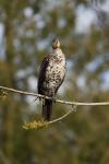 Phalacrocorax carbo