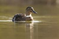 Anas platyrhynchos