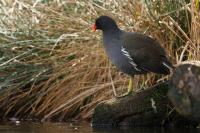 Gallinula chloropus