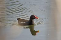Gallinula chloropus