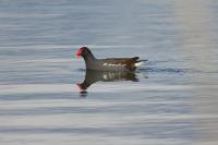 Gallinula chloropus