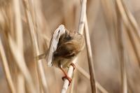 Passer domesticus