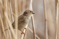 Passer domesticus