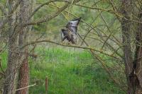 Buteo buteo