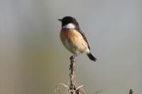 Saxicola rubicola