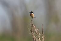 Saxicola rubicola