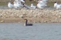 Phalacrocorax carbo
