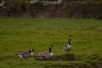 Branta canadensis