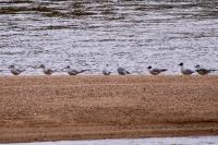 Chroicocephalus ridibundus