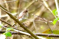 Phylloscopus collybita