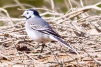 Motacilla alba