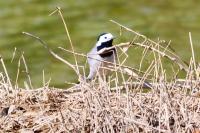 Motacilla alba