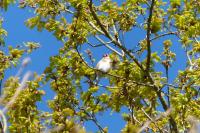 Carduelis carduelis