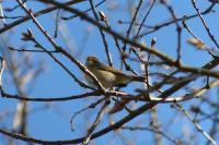 Phylloscopus collybita
