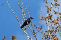 Corvus corone