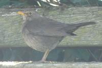 Turdus merula