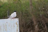 Sterna hirundo
