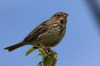 Emberiza calandra