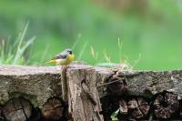 Motacilla cinerea