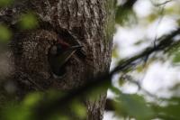 Picus viridis
