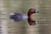Tachybaptus ruficollis