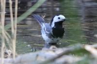 Motacilla alba