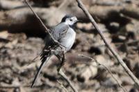 Motacilla alba