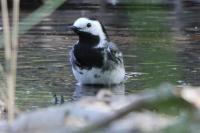 Motacilla alba