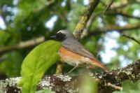 Phoenicurus phoenicurus