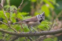 Lophophanes cristatus