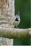 Lophophanes cristatus