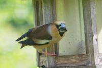 Coccothraustes coccothraustes