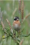 Saxicola rubetra