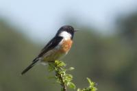 Saxicola rubicola