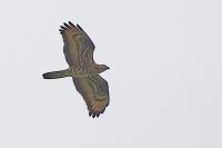 Pernis apivorus