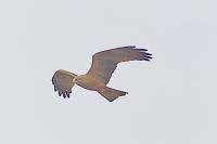 Milvus migrans