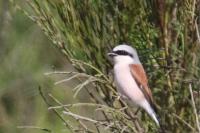 Lanius collurio
