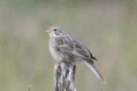 Emberiza calandra