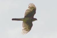Accipiter nisus