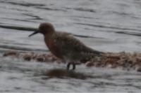 Calidris canutus
