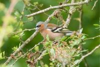 Fringilla coelebs