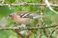 Fringilla coelebs