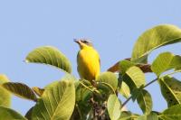 Motacilla flava