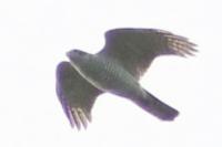 Accipiter gentilis